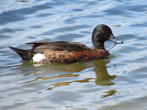 Presenting: The Chestnut Teal I am amzed to discover that this fairly common Australian duck was not on JD yet. We saw these on a small beach near the town of Eden in New South Wales, Australia. Anas castanea,Australia,Chestnut teal,Geotagged,Spring,new south wales