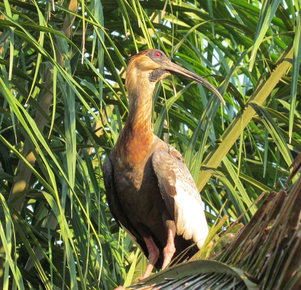 Buff-necked Ibis in Pantanal The motto in the airport of the city that serves as the gateway to the Pantanal says &quot;It&#039;s LIfer Time&quot; (a &quot;Lifer&quot; is an expression used by birdwatchers to denote a so-called Life bird, i.e., one that the birdwatcher has never seen before). And yes, it really is a paradise for bird watchers with &quot;Lifers&quot; to be seen almost everywhere you look. Brazil,Buff-necked Ibis,Geotagged,Pantanal,Theristicus caudatus,Winter