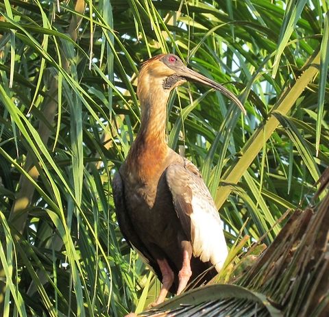 Buff-necked Ibis in Pantanal The motto in the airport of the city that serves as the gateway to the Pantanal says "It's LIfer Time" (a "Lifer" is an expression used by birdwatchers to denote a so-called Life bird, i.e., one that the birdwatcher has never seen before). And yes, it really is a paradise for bird watchers with "Lifers" to be seen almost everywhere you look. Brazil,Buff-necked Ibis,Geotagged,Pantanal,Theristicus caudatus,Winter
