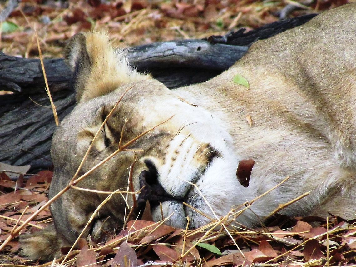 The Queen of Beasts OK, another lion but a very different view - a female and resting in the shade of a thorn tree in Etosha NP, Namibia. Etosha NP,Geotagged,Lion,Namibia,Panthera leo,Spring,namibia
