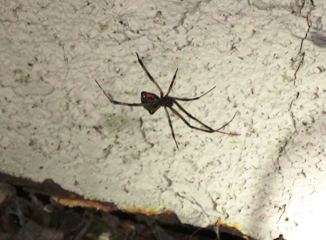 The Western Black Widow spider It may be in California, but it is hardly laid back and has a highly venomous bite. Believe it or not, this was taken at my sister's house in Carlsbad, California (near San Diego). When she told me that they had some, I insisted on looking all around in the evening until we found some. Unfortunately, the only camera we had available was a little instamatic - which is why the quality is so poor, but it was great to see what is probably the most famous spider. By the way, as to the famous "eating the male" behaviour, there is an evolutionarly explanation of this which I have described here: <figure class="photo"><a href="https://www.jungledragon.com/image/9382/madagascar_golden_orb_spider_nephila_madagascariensis.html" title="Madagascar Golden Orb Spider (Nephila madagascariensis)"><img src="https://s3.amazonaws.com/media.jungledragon.com/images/2/9382_thumb.jpg?AWSAccessKeyId=05GMT0V3GWVNE7GGM1R2&Expires=1769040010&Signature=7OoWl3XdW6SXmvEZhGctPzCIPUg%3D" width="200" height="134" alt="Madagascar Golden Orb Spider (Nephila madagascariensis) A fairly common spider across Madagascar, large to very large, producing spectacular webs, sometimes communal webs. Geotagged,Lake Tritriva,Madagascar,Madagascar Golden Orb-Weaver,Nephila inaurata,Red-legged golden orb-web spider" /></a></figure> Black Widow,California,Geotagged,Latrodectus hesperus,San Diego,United States,Winter