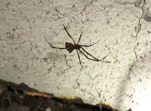 The Western Black Widow spider It may be in California, but it is hardly laid back and has a highly venomous bite. Believe it or not, this was taken at my sister's house in Carlsbad, California (near San Diego). When she told me that they had some, I insisted on looking all around in the evening until we found some. Unfortunately, the only camera we had available was a little instamatic - which is why the quality is so poor, but it was great to see what is probably the most famous spider. By the way, as to the famous "eating the male" behaviour, there is an evolutionarly explanation of this which I have described here: https://www.jungledragon.com/image/9382/madagascar_golden_orb_spider_nephila_madagascariensis.html Black Widow,California,Geotagged,Latrodectus hesperus,San Diego,United States,Winter