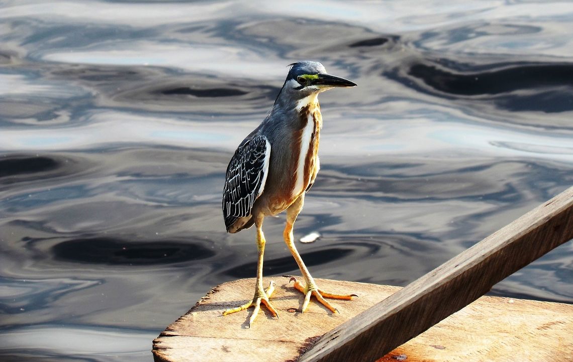 Green Heron in Amazon Just a another country for the Green Heron, this one was hanging out near a small fishing community we visited. Amazon,Brazil,Butorides virescens,Geotagged,Green heron,Rio Negro,Winter