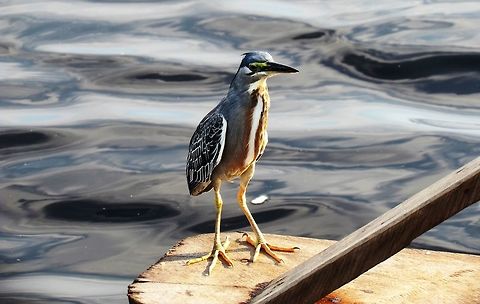 Green Heron in Amazon Just a another country for the Green Heron, this one was hanging out near a small fishing community we visited. Amazon,Brazil,Butorides virescens,Geotagged,Green heron,Rio Negro,Winter