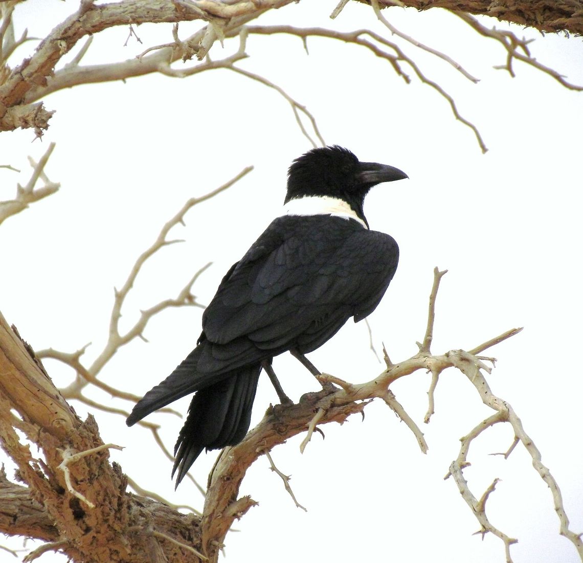 Pied Crow in Namib Desert There were lots of Pied Crows In Namibia and we saw this one in one of the dead trees that you so often see in the classic photos of the red dunes. Corvus albus,Geotagged,Namibia,Pied Crow,Spring,namib desert,namibia