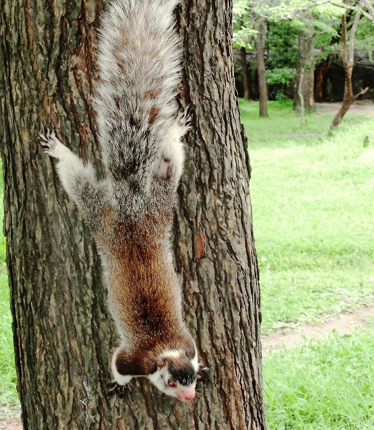 Sri Lanka's National Animal - Grizzled Giant Squirrel This one was in a tree near the "Lion Rock" at Sigiriya. It moved up and down the tree and after we discovered it and took a few photos, it quickly attracted a horde of tourists - seeing their national animal. Fall,Geotagged,Grizzled giant squirrel,Ratufa macroura,Sigiriya,Sri Lanka
