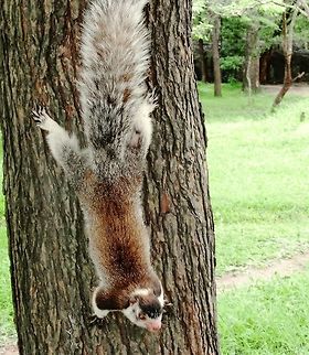 Sri Lanka's National Animal - Grizzled Giant Squirrel This one was in a tree near the "Lion Rock" at Sigiriya. It moved up and down the tree and after we discovered it and took a few photos, it quickly attracted a horde of tourists - seeing their national animal. Fall,Geotagged,Grizzled giant squirrel,Ratufa macroura,Sigiriya,Sri Lanka