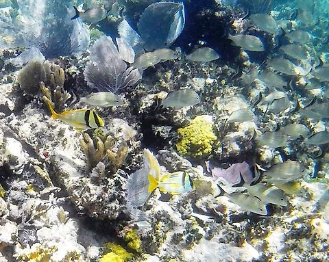 Porkfish and Blue-Striped Grunts on a coral reef off the coast of the Yucatan Since we have a picture of these two fish under the Blue-striped Grunt name, I felt that it was only fair to give the prokfish the same chance. These two grunts are often found together. Apparently, both fish are called grunts because of the sound they make when their teeth rub together and this one is called "porkfish" (or sometimes "pigfish") because the grunting sounds like a pig!  Anisotremus virginicus,Geotagged,Grunt,Mexico,Porkfish,Yucatan,coral reef