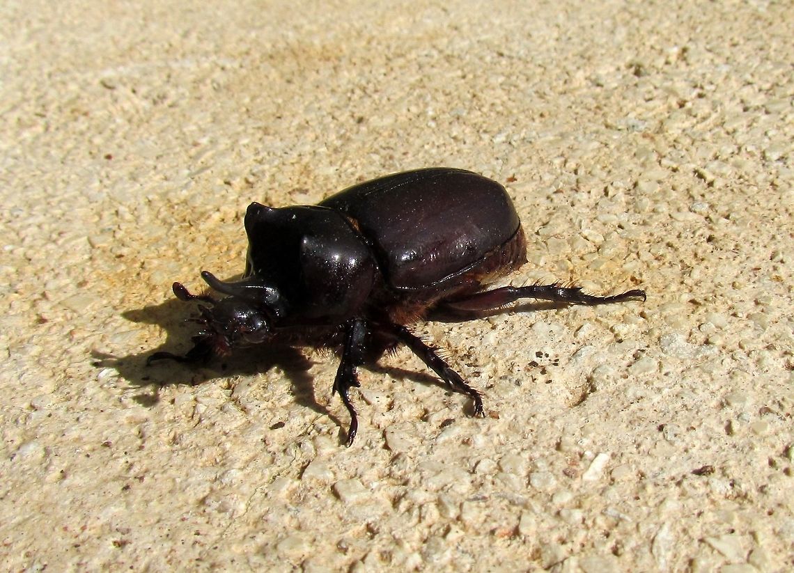 Living Ox Beetle This one was alive and wandered into the pool area of the Chichen Itza Hacienda we were staing at (probably to get some water like all of the other bugs and butterflies). The hotel staff thought that we were rather odd, hanging around the pool all day just to photograph and observe bugs! Chichen Itza,Geotagged,Mexico,Strategus aloeus,Summer,Yucatan