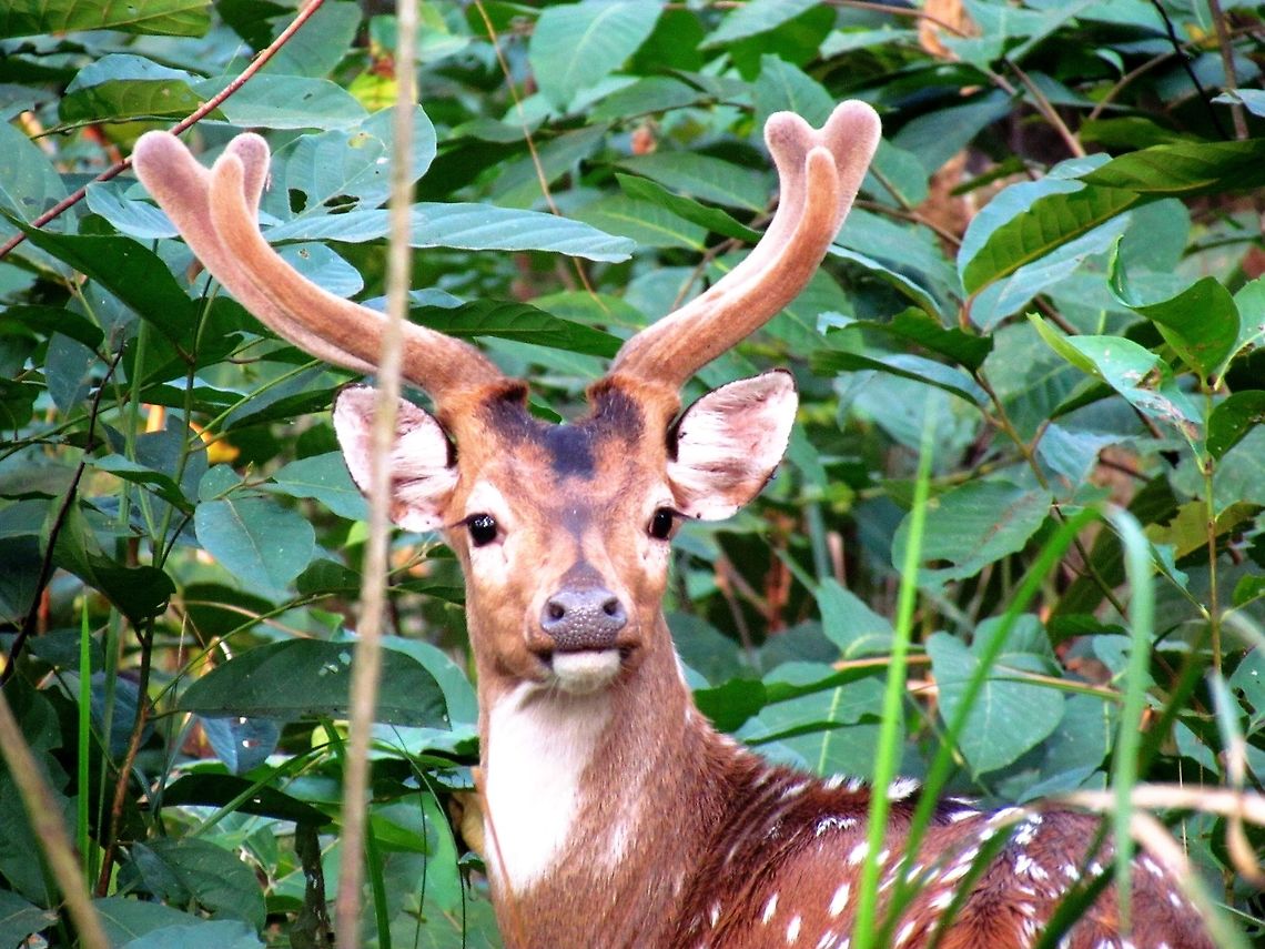 Nepalese Axis Deer OK, my second axis deer, but I think that it is interesting to compare this one from Nepal with the one from Sri Lanka (see link below) - especially the facial markings.<br />
<figure class="photo"><a href="https://www.jungledragon.com/image/49848/axis_deer_in_yala_np.html" title="Axis Deer in Yala NP"><img src="https://s3.amazonaws.com/media.jungledragon.com/images/2813/49848_thumb.JPG?AWSAccessKeyId=05GMT0V3GWVNE7GGM1R2&Expires=1770854410&Signature=9RLr%2BQO5dOyu4vxSiT5ZADrwkcg%3D" width="200" height="186" alt="Axis Deer in Yala NP A little over-the-shoulder shot of one of the most attractive deer in the world (ya gotta love that spotted coat!). Axis axis ceylonensis,Fall,Geotagged,Sri Lanka,Sri Lankan axis deer,Yala National Park" /></a></figure><br />
 Axis axis,Axis deer,Chitwan National Park,Fall,Geotagged,Nepal