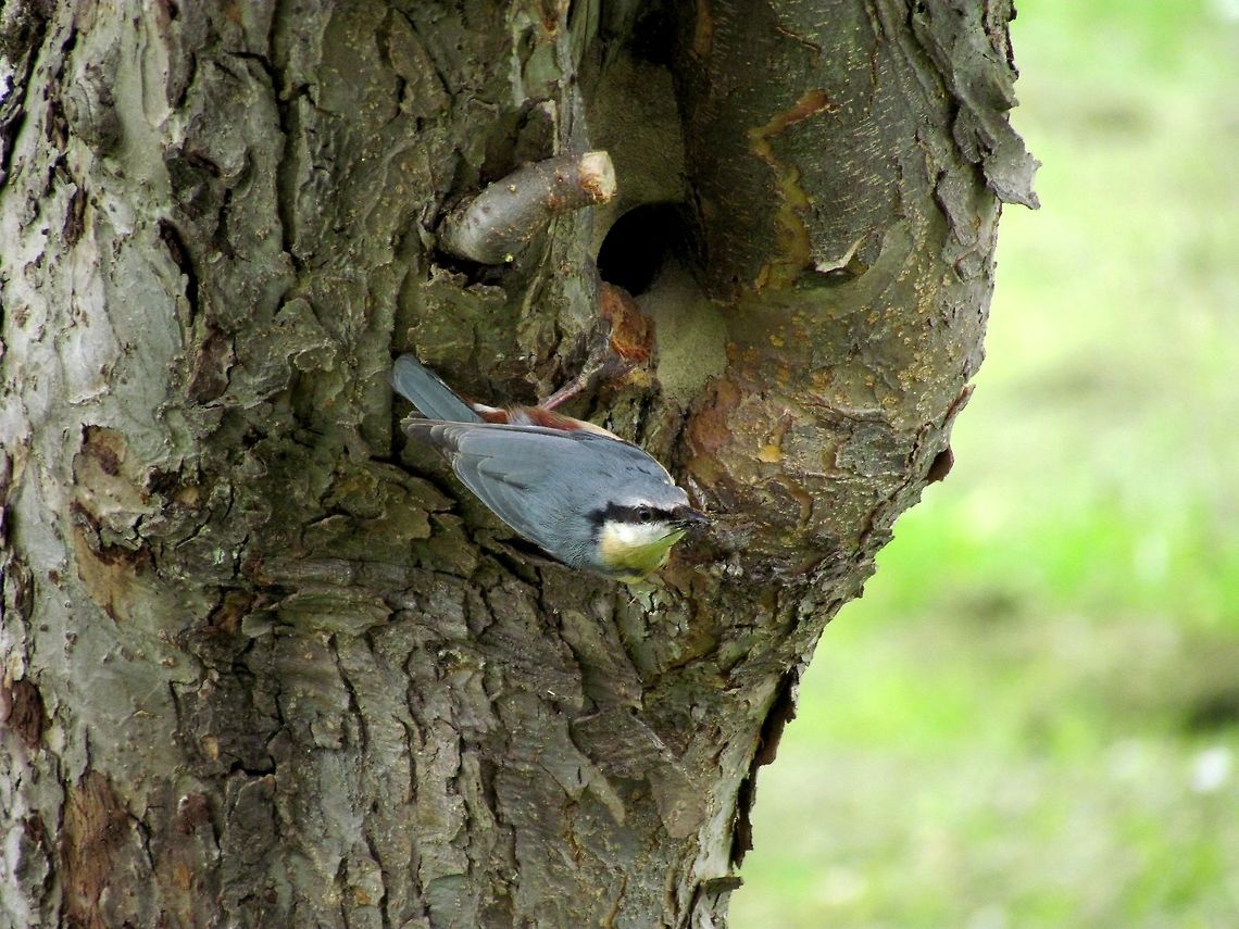 Eurasian Nuthatch in the garden Not particularly exotic, but still a cool bird that is fun to watch when walking the dog and can even be watched sometimes on nice spring days from the terrace. Eurasian Nuthatch,Garden,Geotagged,Germany,Sitta europaea,Spring