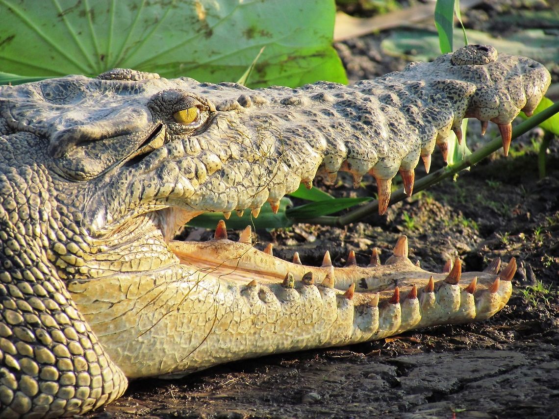Salt-water Crocodile in Kakadu An almost legendary species and one of the few known to actually stalk humans - I had always wanted to see one and we saw several from our boat on a Billabomng tour - a dream come true! Australia,Crocodylus porosus,Geotagged,Kakadu,Saltwater crocodile,Spring