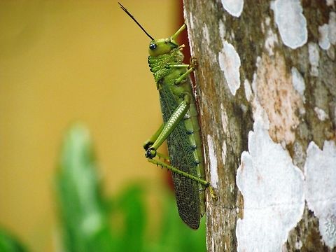 The Giant South American Grasshopper You don't expect grasshoppes to be as big as your hand but this one is. They show quite a bit of regional variation, this is the Yucatan version. I was rather surprised that this one wasn't in JD already, but am happy to have added it. Geotagged,Mexico,Summer,Tropidacris violaceus,Yucatan,giant south american grasshopper