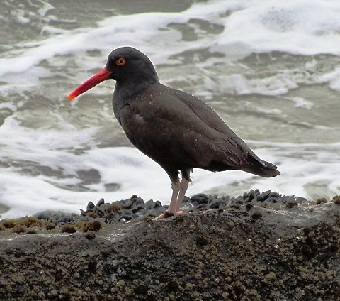 Black Oystercatcher on the California coast Living in Europe, I was well familiar with the striking black-and-white plumage of the Eurasian Oystercatcher and so thrilled to find that in California, they have an all-black version. Not uncommon but still fun to see. We saw this one at Morro Bay on a trip along the coast. Black oystercatcher,California,Geotagged,Haematopus bachmani,Morro Bay,Spring,United States