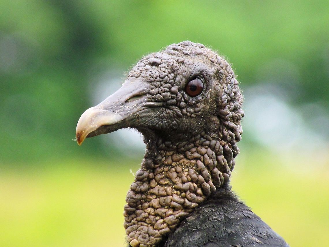 Black vulture - a face only a mother could love Kind of interesting to see vultures up close. Many people think that they are ugly but apparently vultures mostly lack feathers on their heads (or as you can see here - they have them but they are very thin and hair-like) to avoid having them get fouled with blood when they insert their heads into cadavers. Black Vulture,Coragyps atratus,Costa Rica,Geotagged,Spring