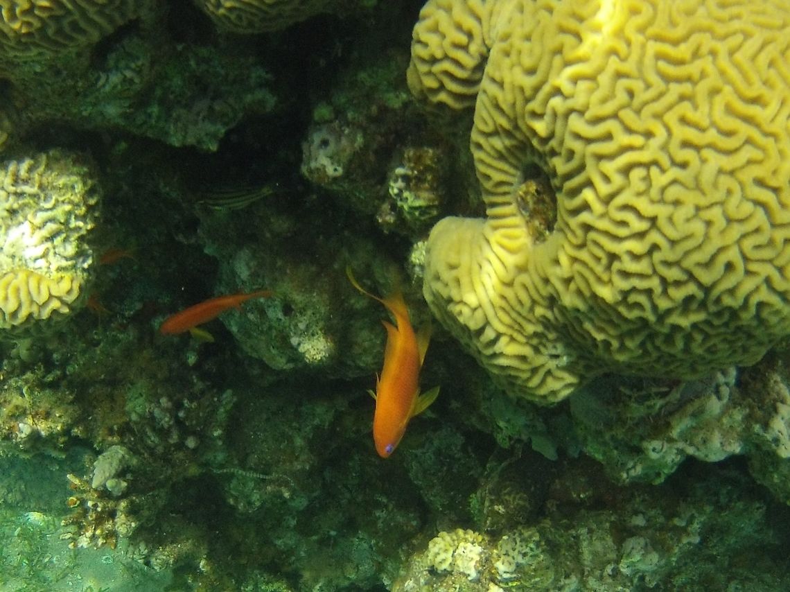 Sea Goldie in Red Sea One of the most common, but still lovely reef fish of the coral reefs in the Red Sea, often seen in large swarms. Geotagged,Jordan,Pseudanthias squamipinnis,Red Sea,Sea goldie,Spring