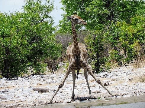 Giraffe geting ready to drink Sure having the longest neck in the animal kingdom is great, but it sure makes taking a drink a hassle. Etosha NP,Geotagged,Giraffa camelopardalis,Giraffe,Namibia,Spring,namibia