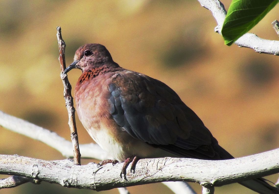 Laughing Dove - the common Middle Eastern dove I first saw these in Israel and I thought, &quot;Wow, the doves here are already different&quot;. By the time I saw this one in Jordan, 30 years later, it was not such a thrill but they did represent Middle Eastern birdlife. Dana Nature Reserve,Geotagged,Jordan,Laughing Dove,Spilopelia senegalensis,Spring