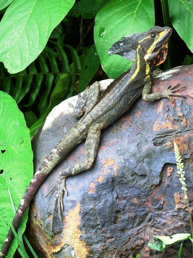 Common Basilisk near swimming pool in Costa Rica Alas, despite pleading and begging on my part we couldn&#039;t get this one to, as the song from Jesus Christ Superstar states, &quot;walk across my swimming pool&quot;! Basiliscus basiliscus,Common Basilisk,Costa Rica,Geotagged,Spring,maquenque lodge