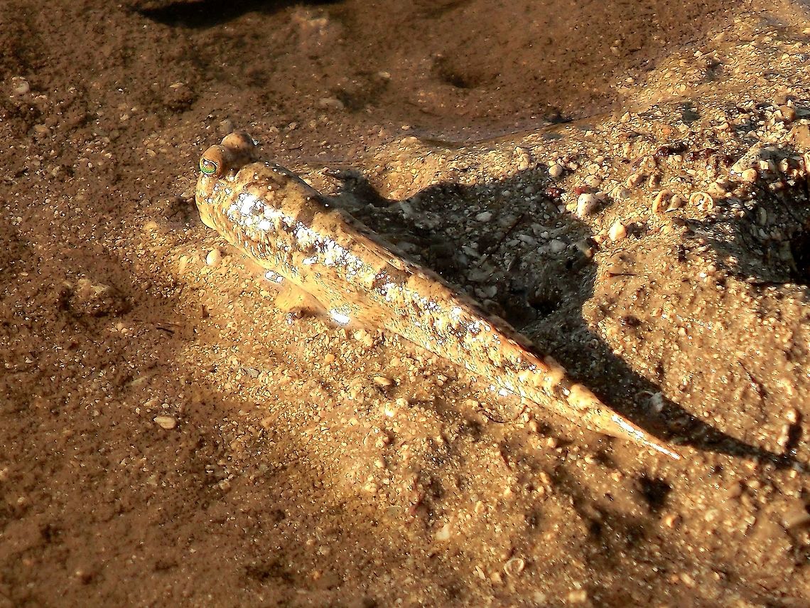 Barred Mudskipper in a Mangrove swamp in Madagascar While staying at the amazing La Paradise hotel on the west coast of Madagascar, we did a coastal Mangrove swamp tour and there were hundreds of these on the mudflats. Barred mudskipper,Geotagged,Madagascar,Mangroves,Periophthalmus argentilineatus,Spring