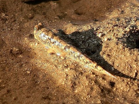 Barred Mudskipper in a Mangrove swamp in Madagascar While staying at the amazing La Paradise hotel on the west coast of Madagascar, we did a coastal Mangrove swamp tour and there were hundreds of these on the mudflats. Barred mudskipper,Geotagged,Madagascar,Mangroves,Periophthalmus argentilineatus,Spring