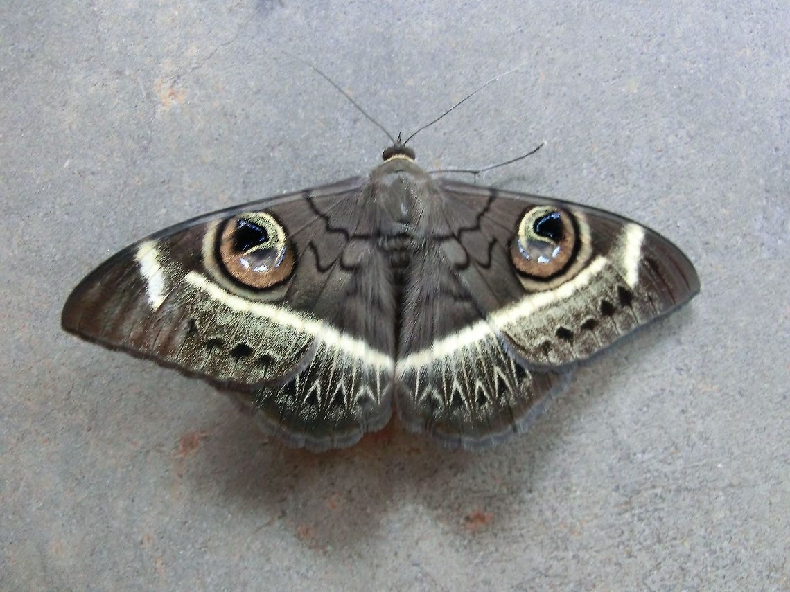 Cream-striped Owl Moth - daytime in Namibia A large and attractive moth commonly found in Sub-saharan Africa, including Waterberg NP like this one here who landed on the wall of our cabin. Cyligramma latona,Geotagged,Namibia,Spring,namibia,waterberg