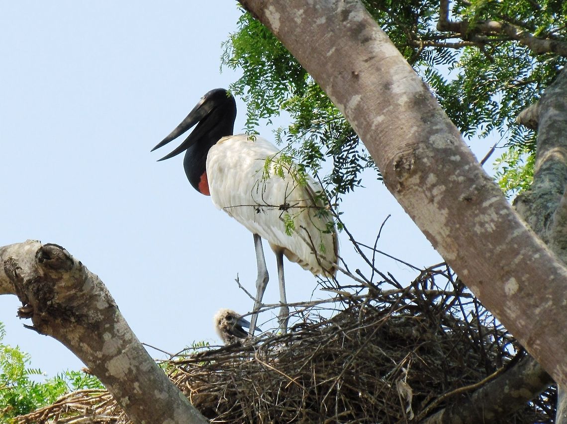 Jabiru parent and nestling in nest in Pantanal Just a nice picture of a Jabiru parent and nestling in their gigantic nest in the Pantanal. Brazil,Geotagged,Jabiru,Jabiru mycteria,Pantanal,Winter