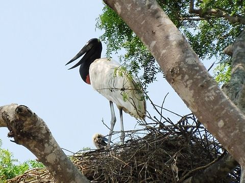 Jabiru parent and nestling in nest in Pantanal Just a nice picture of a Jabiru parent and nestling in their gigantic nest in the Pantanal. Brazil,Geotagged,Jabiru,Jabiru mycteria,Pantanal,Winter