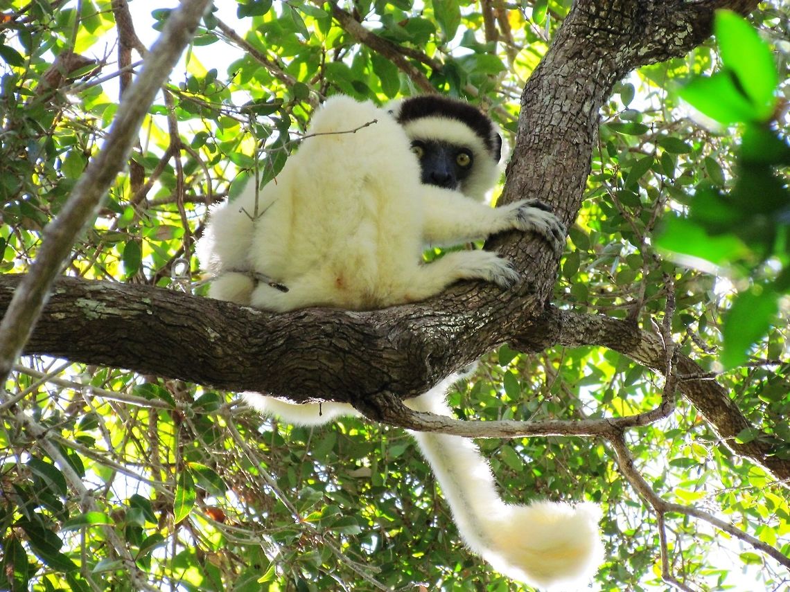 Verreauxs Sifaka in Zombitse NP These are pretty much all white with a dark brown crown - beautiful animals and you can see them easily in Zombitse. Fall,Geotagged,Madagascar,Propithecus verreauxi,Verreauxs sifaka,Zombitse-Vohibasia National Park