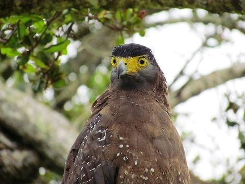 Crested Serpent Eagle close-up in Wasgamuwa NP, Sri Lanka When I saw my first one of these outside of Bangalore, India, my guide was ecstatic as apparently they were uncommon there. Not so in Sri Lanka, where we saw several and got close to this one. Crested Serpent Eagle,Fall,Geotagged,Spilornis cheela,Sri Lanka,Wasgamuwa
