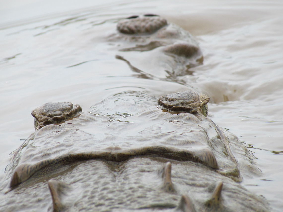 American Crocodile under cover Just another image of this croc from a rather unique angle. American Crocodile,Costa Rica,Crocodylus acutus,Geotagged,Spring