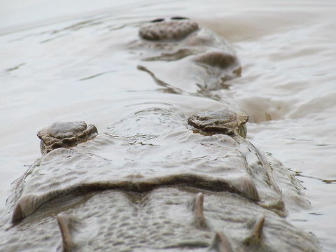 American Crocodile under cover Just another image of this croc from a rather unique angle. American Crocodile,Costa Rica,Crocodylus acutus,Geotagged,Spring