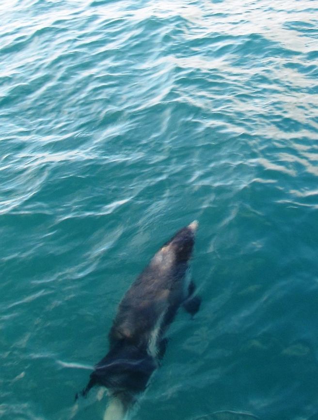White-beaked Dolphin swimming past OK, I know that this isn&#039;t a great image, but I had never heard of these before we saw some on an Orca-watching boat tour in Iceland in the winter. Apparently they are not uncommon off the coast of the UK, but I don&#039;t find many pictures or much information about them, so I thought it would be good to have one on JD. Geotagged,Iceland,Lagenorhynchus albirostris,White-beaked dolphin,Winter,winter