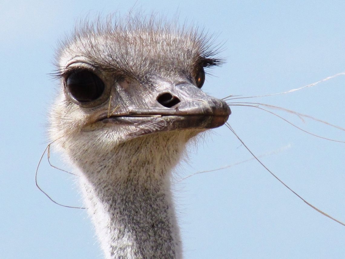 Ostrich close-up As the biggest bird in existance, every bird-watcher yearns to see one of these. Luckily, they are not difficult to see pretty much everywhere in Sub-saharan Africa, and we were able to get quite close for this close-up from our rental car in Etosha NP. Etosha NP,Geotagged,Namibia,Ostrich,Spring,Struthio camelus,namibia