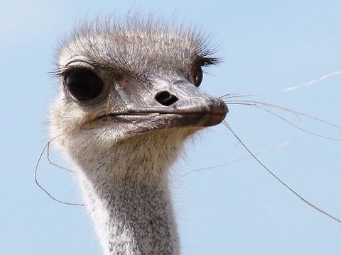 Ostrich close-up As the biggest bird in existance, every bird-watcher yearns to see one of these. Luckily, they are not difficult to see pretty much everywhere in Sub-saharan Africa, and we were able to get quite close for this close-up from our rental car in Etosha NP. Etosha NP,Geotagged,Namibia,Ostrich,Spring,Struthio camelus,namibia