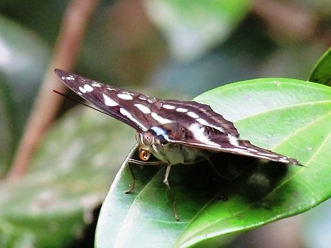 Dot-dash sergeant in Borneo One of my favorite things in the tropical rainforest are the butterflies (well, OK, all insects except mosquitos, really!), and it sometimes seems as if there are big colorful specimens everywhere - this one was in the garden of our jungle lodge in Borneo. Athyma reta,Borneo,Geotagged,Indonesia,Malay staff sergeant,Spring