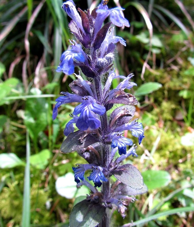 The Common Bugle HEH - my first plant, inspired by all you folks at JD. A very common species in the woods near our home, but a JD first for Germany, at least. I am trying out things with the Macro setting on my camera, so we will see how it goes. Ajuga reptans,Baden-Würtemburg,Common bugle,Geotagged,Germany,Spring