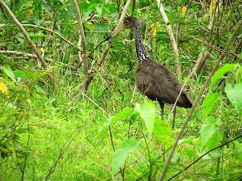 Limpkin in Pantanal I had always wanted to see one of these but despite a week in the Everglades - no chance. I did finally see one in Jamaica due to a very hard-working guide, but in Pantanal they were not so hard to find and you could even get some photos.   Aramus guarauna,Brazil,Geotagged,Limpkin,Pantanal,Winter