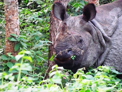 Indian Rhino in Chitwan Nepal Another of my Chitwan rhinos. Chitwan is a great place to see these, and yes, jeep or walking tours are fine. The elephant safaris are thankfully being phased out. Chitwan National Park,Fall,Geotagged,Indian rhinoceros,Nepal,Rhinoceros unicornis