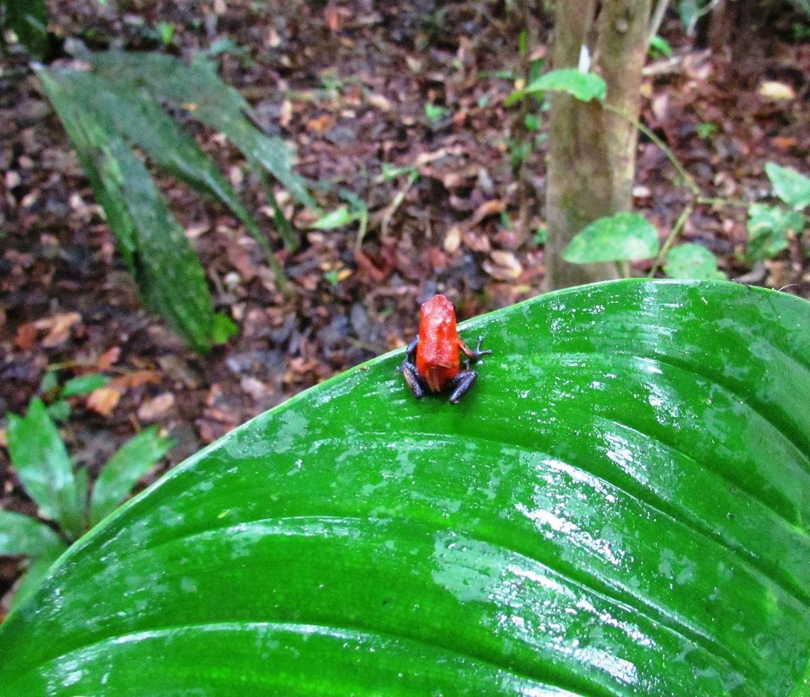 Poison dart frog sporting some very stylish blue jeans We saw a few of these on our jungle treks in Cost Rica - they look cool and are dangerous to touch - a great combination. Costa Rica,Geotagged,Oophaga pumilio,Spring,strawberry poison dart frog