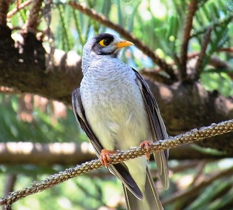 Noisy Miner profile These are quite common in Australia, but of course, to someone from the West, even the common Australian birds are new and exciting when you take your first trip down under. Australia,Geotagged,Manorina melanocephala,Noisy miner,Spring