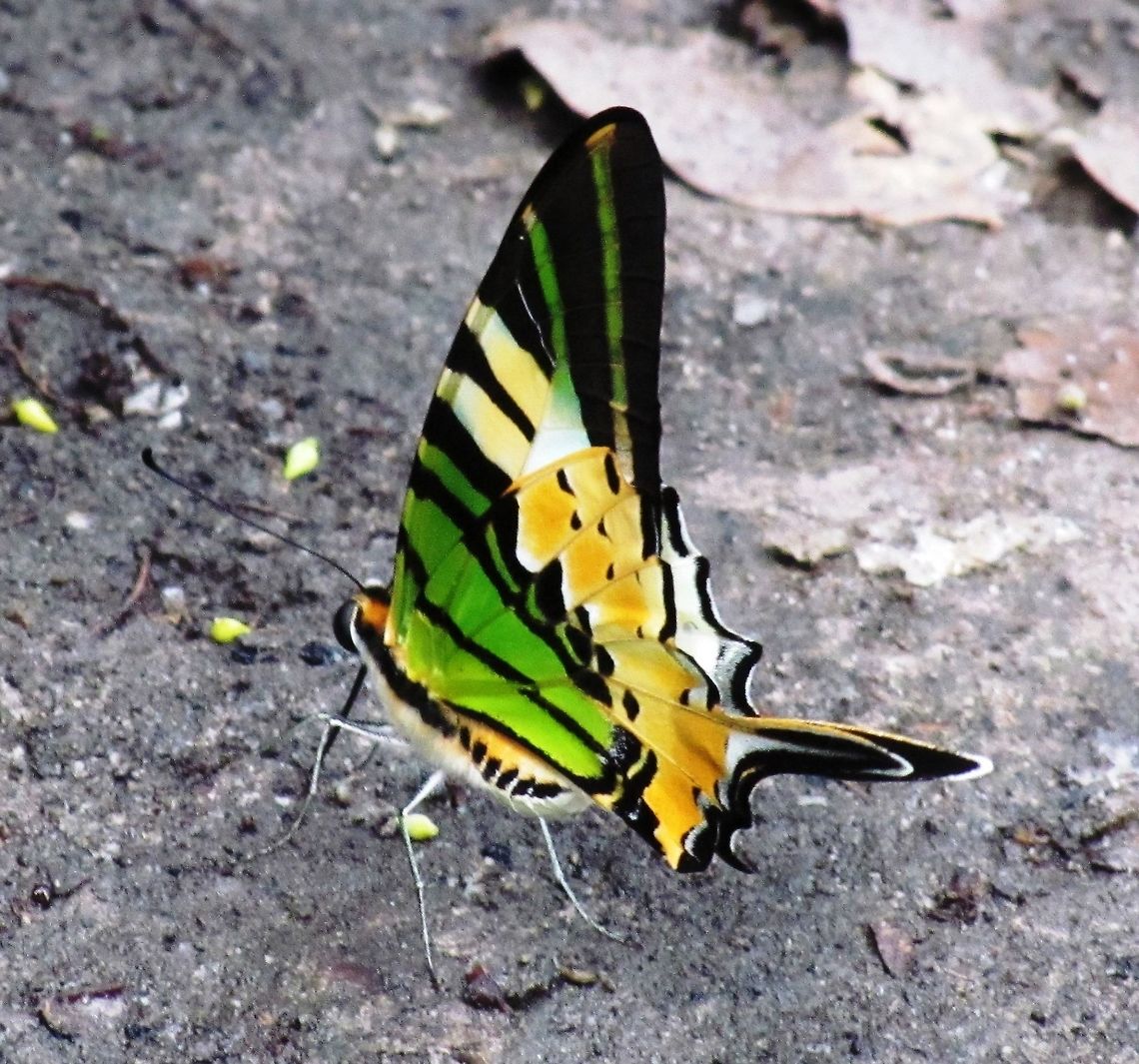 The spectacular Five-bar Swordtail Butterfly in Borneo Once again, although I am sure that everyone has their own ideas, I would vote for this one as one of the most beautiful butterflies anywhere. Amazingly, they are not that uncommon and you can see them, like this fellow, hanging around the lodge (which was admittedly in the middle of the jungle!). Borneo,Five-bar Swordtail,Geotagged,Graphium antiphates,Indonesia,Spring