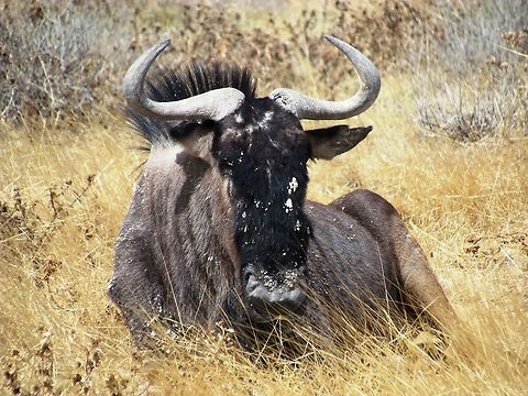 The strange Blue wildebeest in Etosha NP Wildebeest are actually classified as antelope - but they don't look like antelope, they look much more like cattle as people love to point out while on safari. It is a great example of convergent evolution,i.e., animals that look like each other and would appear to be related although they do not share a common ancestry (fish and dolphins are the classic example). We saw these in Etosha and no, I don't know how it got snad on its face. Blue wildebeest,Connochaetes taurinus,Etosha NP,Geotagged,Namibia,Spring,namibia