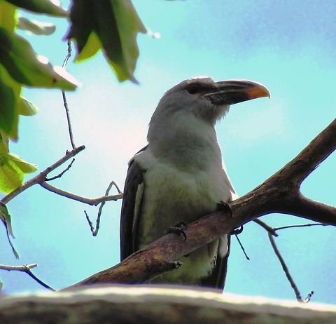 Channel-billed Cuckoo in Queensland Rainforest We climbed a small mountain in Clump Mountain NP hear where we were staying, and as we sweated up the trail, I stopped near the summit and looked up and there in a clearing in the trees were a few of these. I had never heard of them and struggled initially to identify them, but they are interesting if often overlooked birds. Australia,Australia.,Channel-billed Cuckoo,Geotagged,Queensland,Scythrops novaehollandiae,Spring