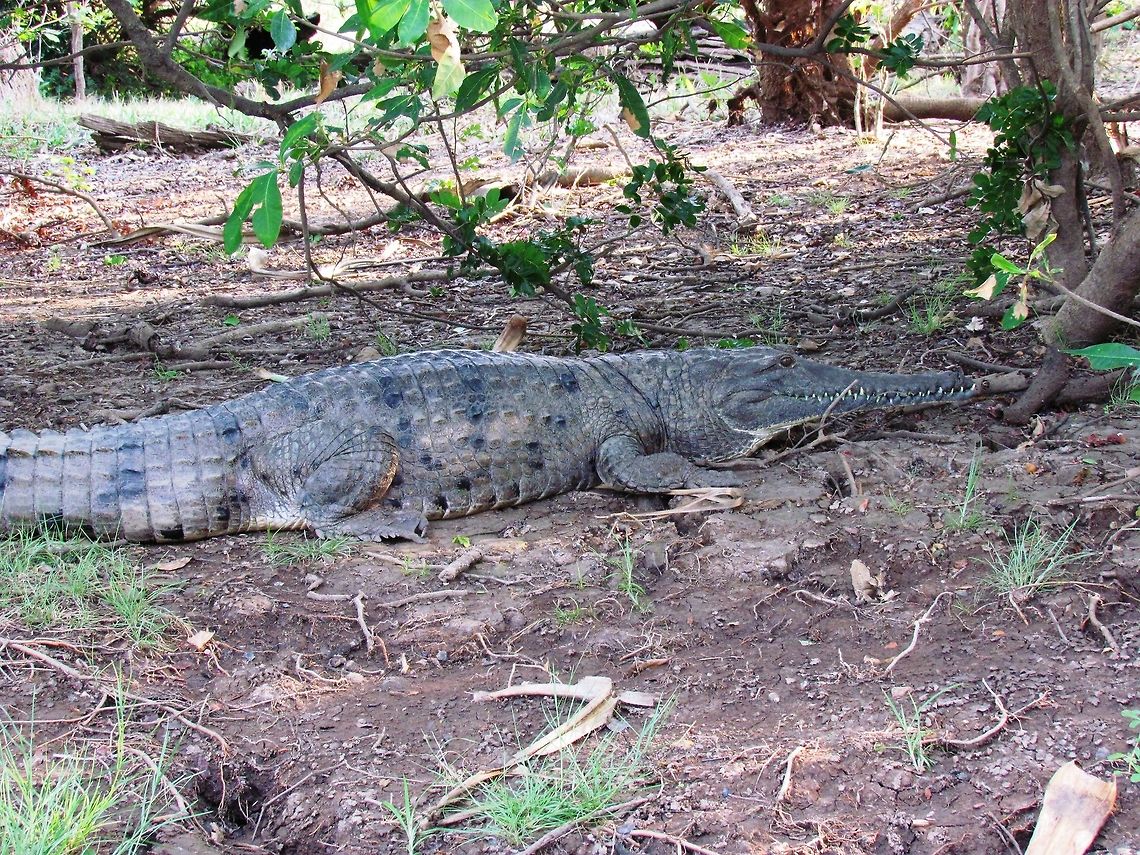 Freshwater Crocodile in Kakadu NP These are cool crocodiles but they tend to be overshadowed in Australia by their legendary Salt-water cousins - which is a oity as they are marvelous reptiles in their own right. We saw this one along with several "Salties" on a billabong boat tour in kakadu NP. Australia,Crocodylus johnsoni,Freshwater Crocodile,Geotagged,Kakadu,Spring