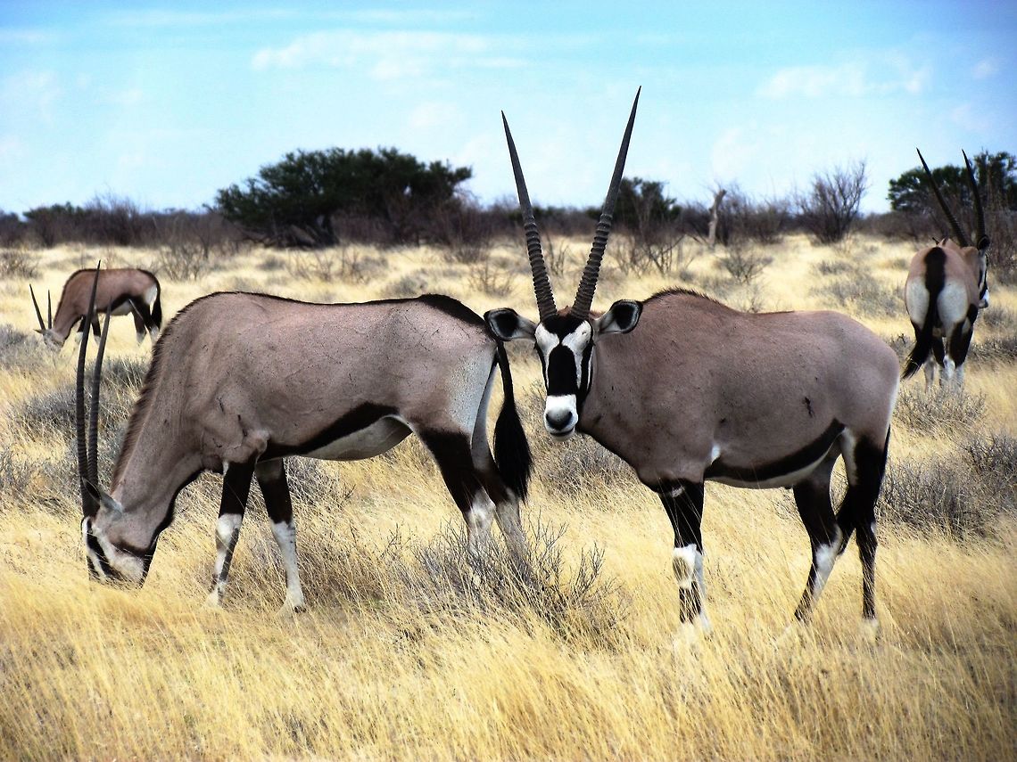 Gemsbok in Etosha NP These are one of my favorite animals - I hace loved them since I saw a picture when I was a little boy. It was wonderful to see them in Namibia, and while not quite as spectacular as in the Nmaib desert, we could see a number of them close up in Etosha NP. Etosha NP,Gemsbok,Geotagged,Namibia,Oryx gazella,Spring,namibia
