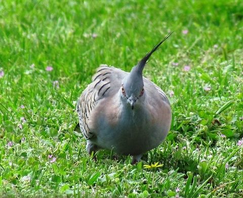 Crested Pigeon comin' at ya Before I traveled to Australia, I saw a picture of these in the guide book and hope to see one - it is such a strange variation on the typical pigeon. They turned out to be fairly common in New South Wales and South Australia, but always fun to see. Australia,Crested pigeon,Geotagged,Ocyphaps lophotes,Spring