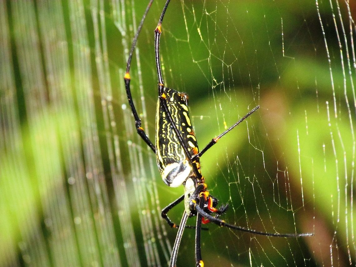 Orb Spider in Sri Lanka These very large spiders are a thrill to see wherever you find them and I have seen them on 4 continents. Fall,Geotagged,Nephila pilipes,Northern Golden Orb Weaver,Sinharaja,Sri Lanka