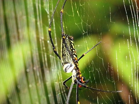 Orb Spider in Sri Lanka These very large spiders are a thrill to see wherever you find them and I have seen them on 4 continents. Fall,Geotagged,Nephila pilipes,Northern Golden Orb Weaver,Sinharaja,Sri Lanka