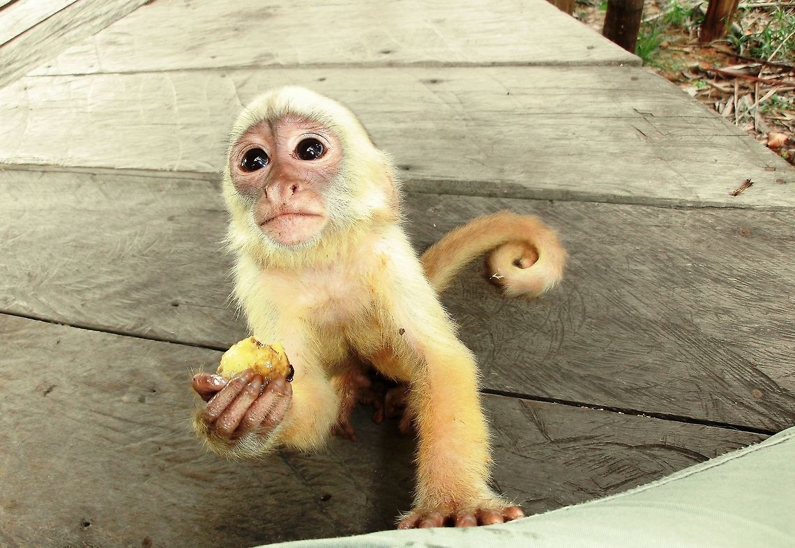 Who could say "no" to that face? This was one of about 4 monkeys who were semi-wild at the Tariri lodge along the Rio Negro in the Amazon. I say &quot;semi&quot; for while they usually showed up around breakfast and again at varying times during the day to beg for fruit, they weren&#039;t really pets per se and lived in the forest. This one, although young, already had its begging face down cold and reminded me of Puss-in-boots from the Shrek movies. Brazil,Cebus albifrons,Geotagged,Rio Negro,Summer,White-fronted capuchin